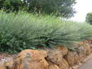 بید سرخ